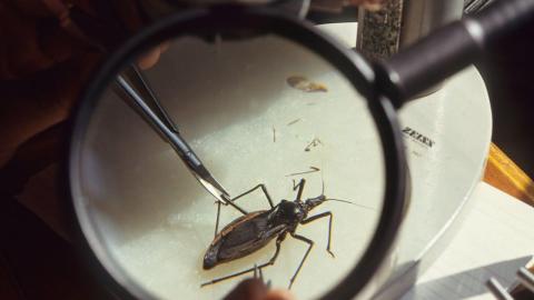 'Kissing bug' disease in the U.S.: Why it's spreading