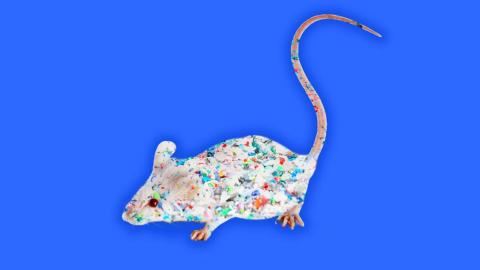 Lab Mice Exposed to Microplastics Show Signs of Dementia