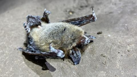 Lethal bat disease detected in Alberta's Rocky Mountains for first time