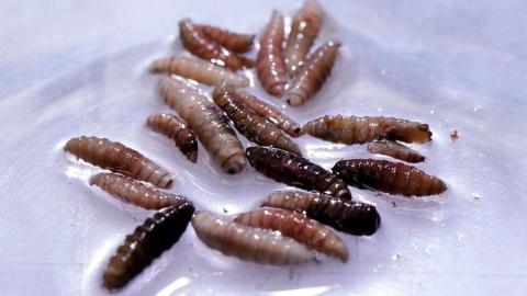 Mexico reports 53% increase in flesh-eating screwworm cases