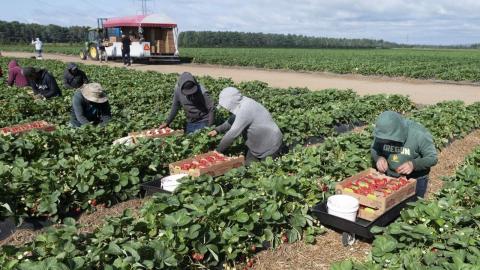 Migrant farm workers will soon get less information about pesticides. Their union says Health Canada has failed them