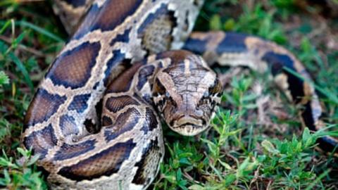 Molecule in python blood could pave way for new obesity drugs, scientists say