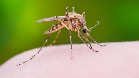 Mosquito hunters preparing to scrutinize B.C. bugs for viruses