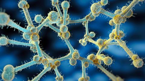 Multidrug-resistant yeast cases rising rapidly in Europe