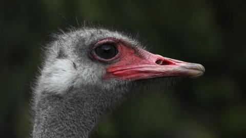 New analysis indicates higher lethality of avian flu at B.C. ostrich farm: CFIA vet