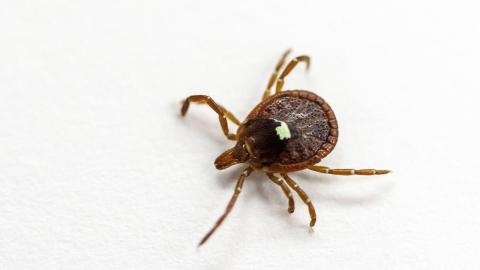 New Jersey man dies from meat allergy triggered by tick bite