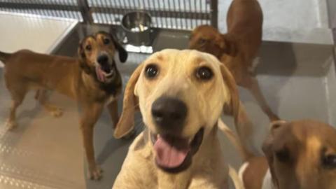 New Ontario legislation doesn't define 'invasive' medical research on dogs, other animals