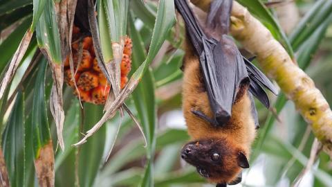 Nipah virus infects 4 in India hot spot as officials probe source