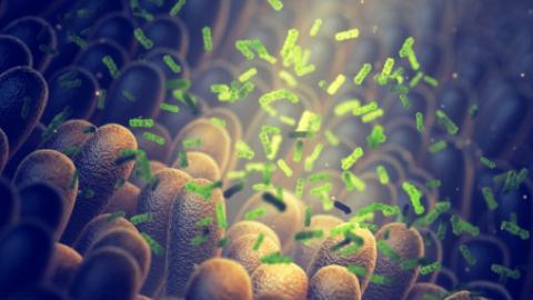 One Fecal Transplant May Lower Diabetes And Heart Disease Risk For 4 Years