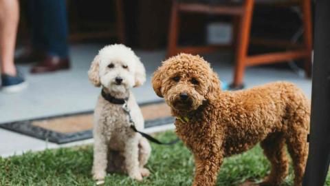 One man, his dog, and ChatGPT: Australia's AI vaccine saga