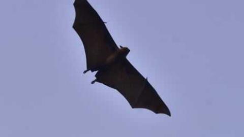 One person dead from Nipah virus in Bangladesh, WHO says