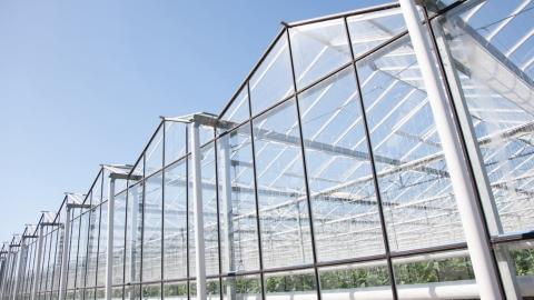 Ontario greenhouse growers say their produce is safe amid cyclospora outbreak