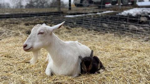 Outbreak of highly contagious parasite shuts down Calgary petting farm, health officials say