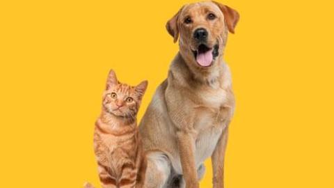 Owning dog or cat could preserve some brain functions as we age, study says
