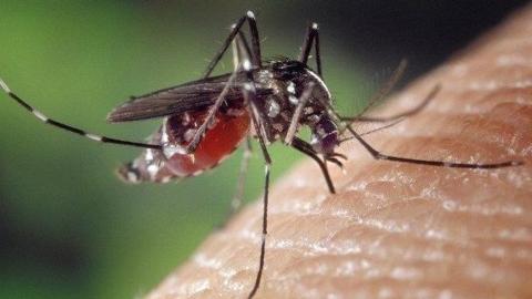 Peel, York regions confirm first human cases of West Nile virus this year