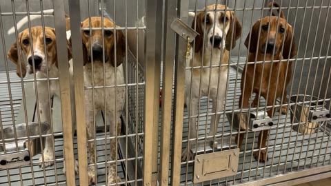 Puppies secretly tested and killed at Ontario hospital for human heart research