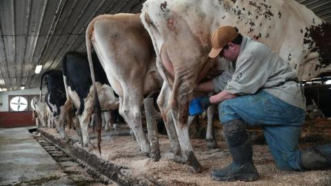 Push for raw milk intensifies across the US, despite illness outbreaks and scientists' warnings