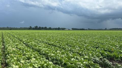 Quebec lettuce growers operating at a loss amid U.S. cyclosporiasis outbreak