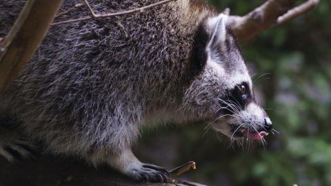 Raccoon rabies outbreak still growing, Quebec public health officials say