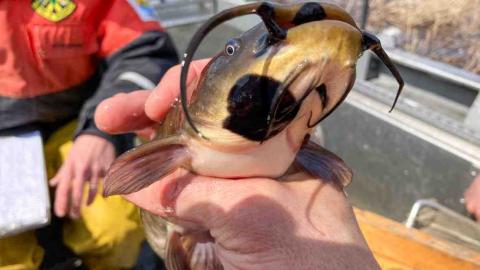 'Rare' contagious cancer found in fish from Quebec and U.S. lakes