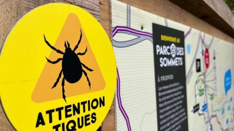 Record-high Montreal Lyme disease cases prompt warning from public health