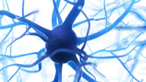 Researchers find clues linking ALS and autoimmune responses