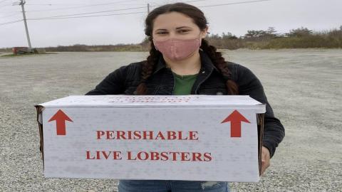 Researchers find microplastics in the tails of lobsters caught off Nova Scotia