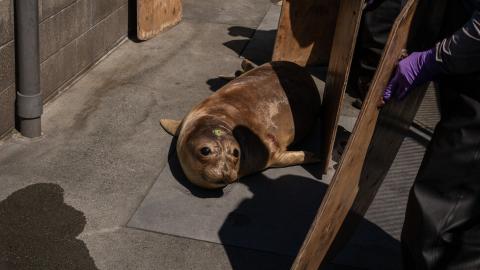 Scientists Begin Testing Bird Flu Vaccine in Seals