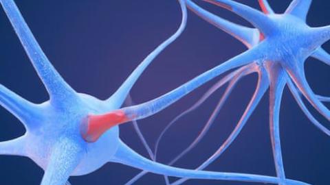 Scientists identify 'neural fingerprint' of psychedelic drugs in the brain