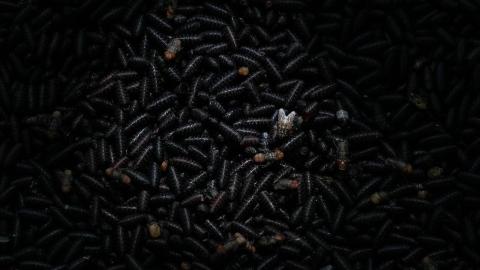 Screwworm: Mexico reports 2nd case in 2 days