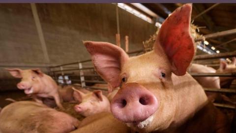 Spain not ruling out lab leak as cause of swine fever outbreak