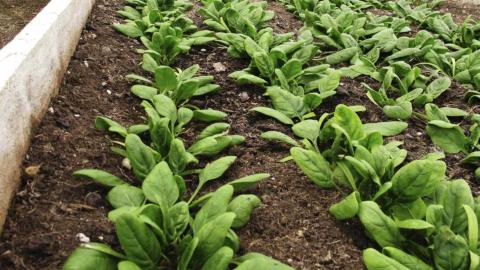 Live longer and eat greener: Study links lung health to leafy greens