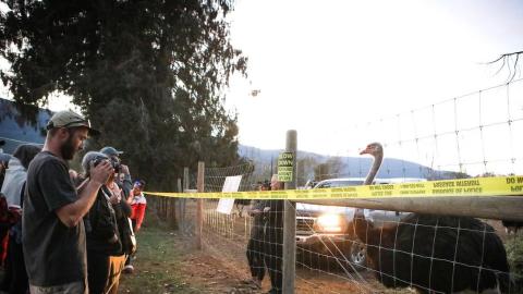 Stay of ostrich cull in southeast B.C. an ongoing potential health risk, CFIA says