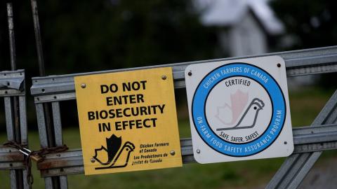 Study challenges original theory about Canada's first human case of bird flu