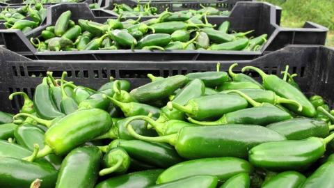 Taylor Farms recalls jalapeno products amid salmonella outbreak