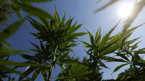 Teen cannabis use linked to psychosis and bipolar disorders in large study