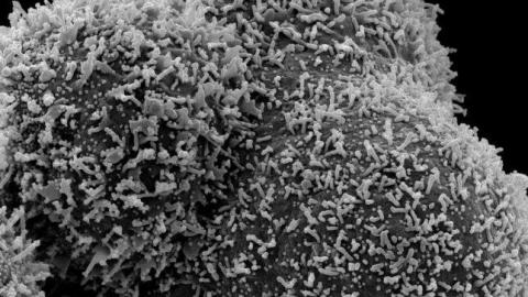 The origins of Covid and public health’s uncertainty problem