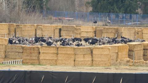 The ostrich saga was for the birds