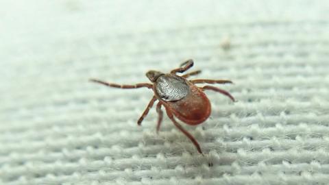 There's a tick population boom happening in Eastern Ontario