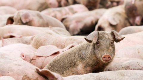 These gene-edited pigs can go to market, Health Canada says