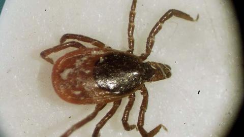 Canadians now have another tick-borne disease to worry about, researchers say