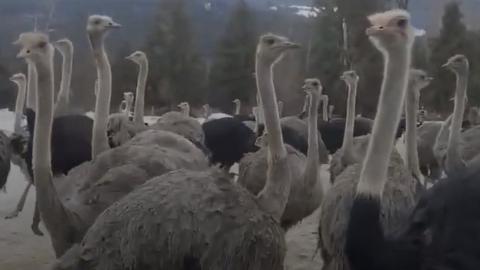 Tribunal upholds $10,000 fine against B.C. ostrich farm at centre of avian flu outbreak