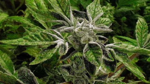 Trump reclassifies state-licensed medical marijuana as a less-dangerous drug in a historic shift