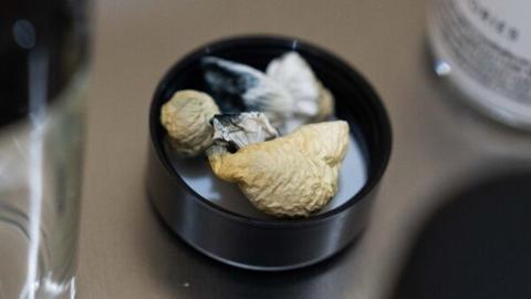 Trump Signs Executive Order to Loosen Restrictions on Psychedelic Drugs