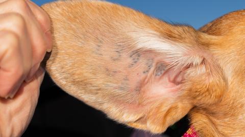 Two major Ontario hospital labs bought research dogs from U.S. breeder with troubled past