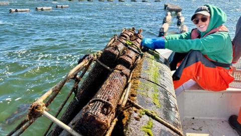 UPEI researchers receive funding to study impact of environmental change on PEI Eastern oysters