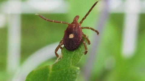 US announces plan to reduce, better treat Lyme disease, alpha-gal syndrome