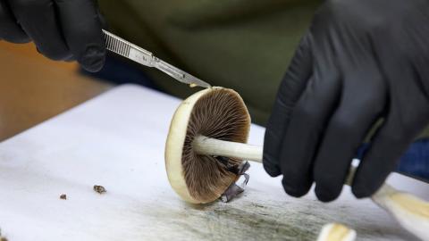 U.S. FDA plans ultra-fast review of three psychedelic drugs following Trump directive