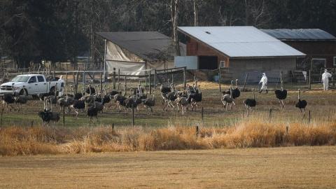 'Valid' questions for CFIA but few simple answers in wake of B.C. ostrich cull