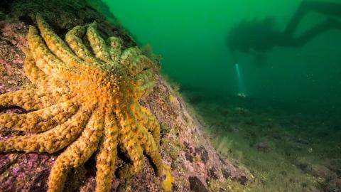We Finally Know What's Killing So Many Starfish